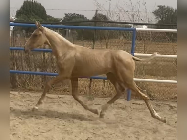 PRE Mix Mare 1 year 16.1 hh Palomino in Fuentes De Andalucia