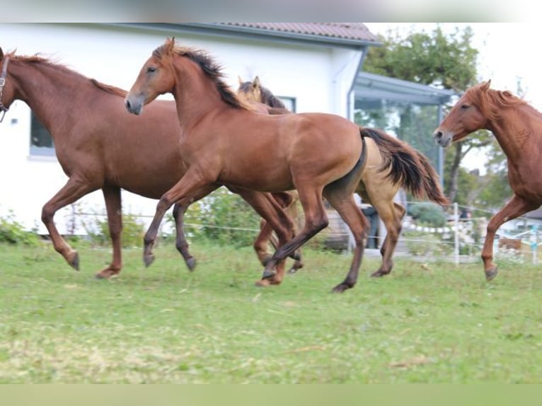 PRE Mare 1 year 16,2 hh Brown in Bibertal