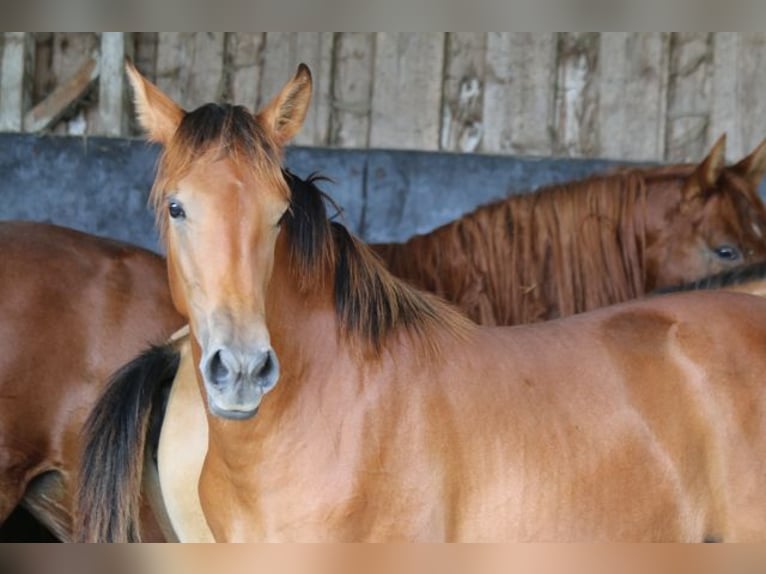 PRE Mare 1 year 16,2 hh Brown in Bibertal