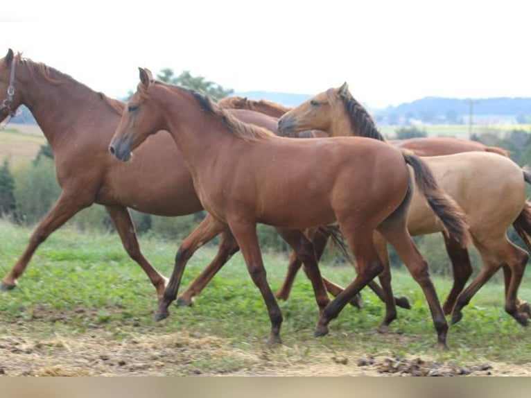 PRE Mare 1 year 16,2 hh Brown in Bibertal