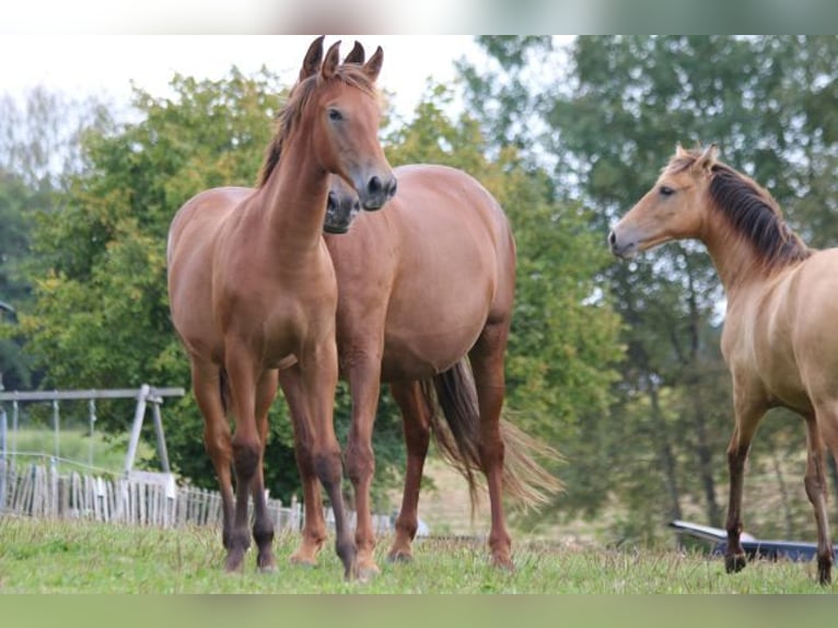 PRE Mare 1 year 16,2 hh Brown in Bibertal