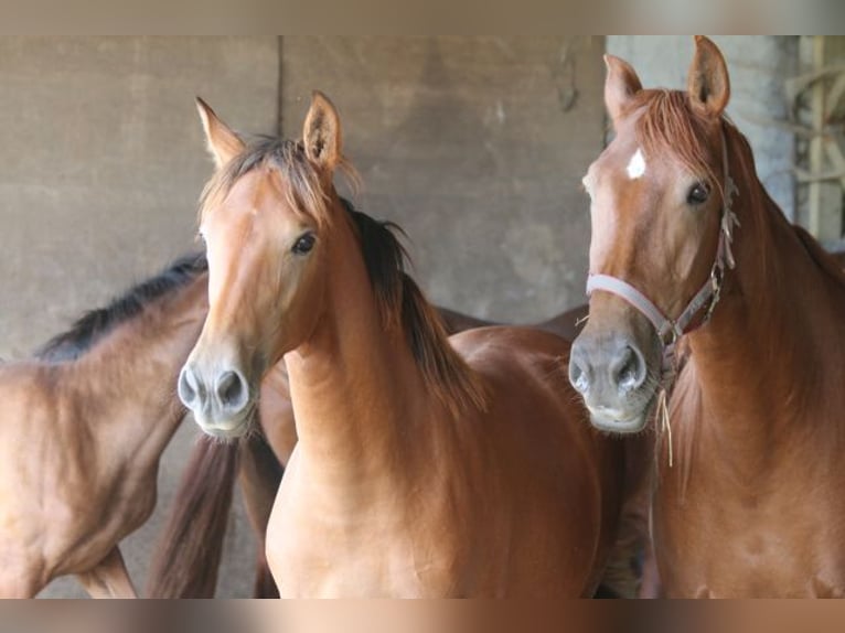 PRE Mare 1 year 16,2 hh Brown in Bibertal