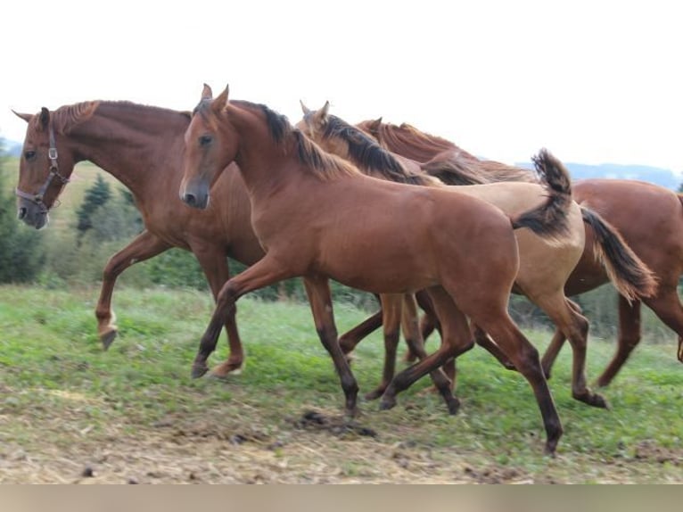 PRE Mare 1 year 16,2 hh Brown in Bibertal