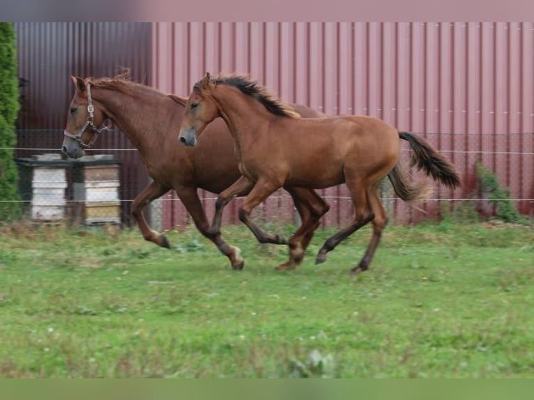 PRE Mare 1 year 16,2 hh Brown in Bibertal