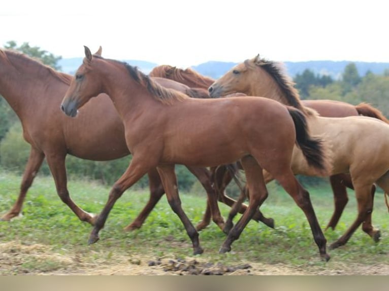 PRE Mare 1 year 16,2 hh Brown in Bibertal