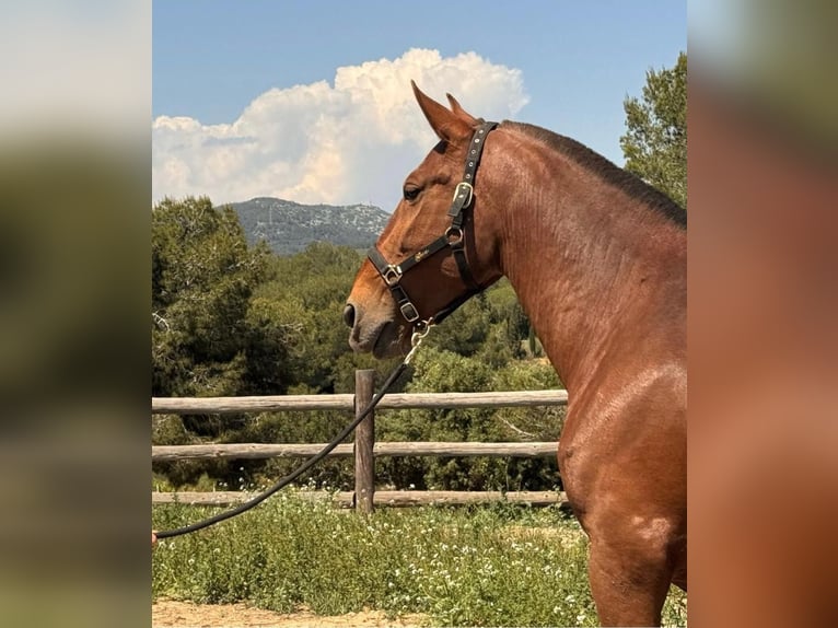 PRE Mix Mare 1 year 16.2 hh Dun in El Aeroport Del Prat