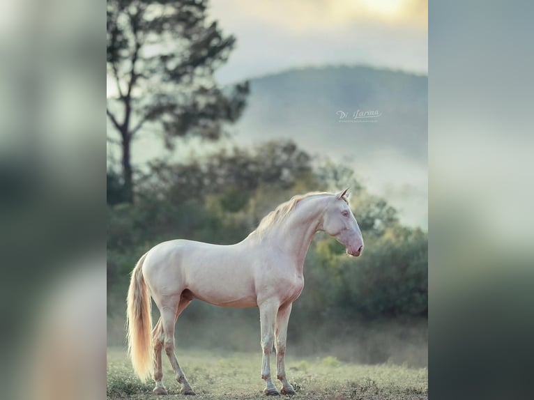 PRE Mix Mare 1 year 16.2 hh Dun in El Aeroport Del Prat