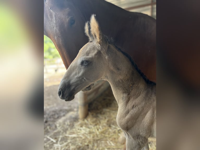 PRE Mix Mare 1 year 16.2 hh Dun in El Aeroport Del Prat