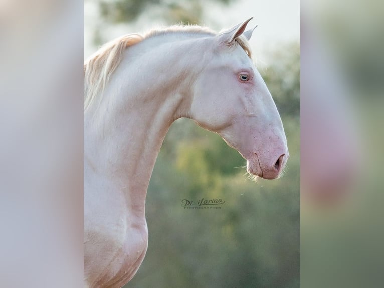 PRE Mix Mare 1 year 16.2 hh Dun in El Aeroport Del Prat