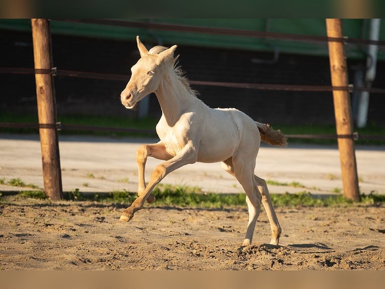 PRE Mare 1 year 16,2 hh Perlino in Oudkarspel