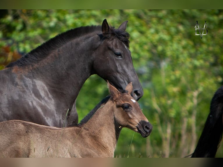 PRE Mix Mare 1 year 16 hh Black in La Vespière-Friardel