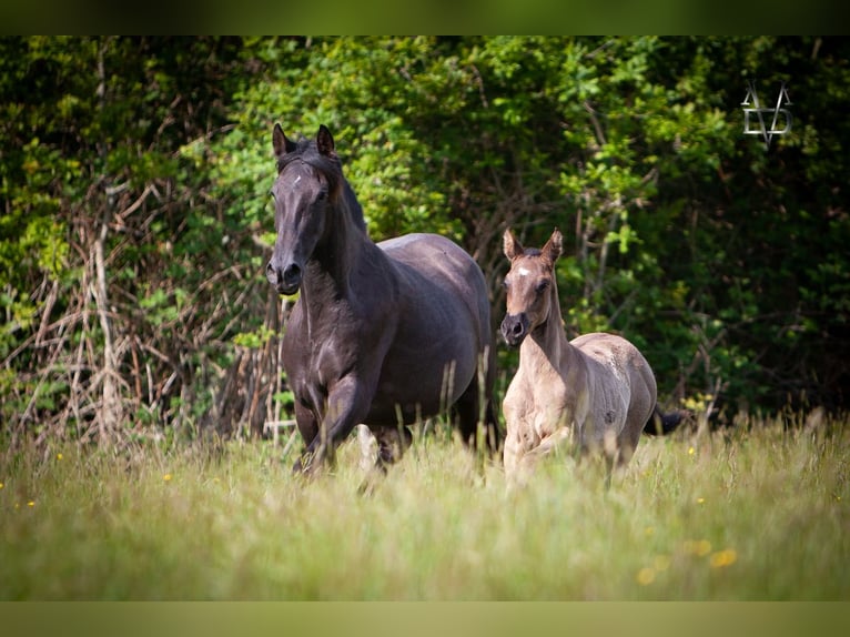 PRE Mix Mare 1 year 16 hh Black in La Vespière-Friardel