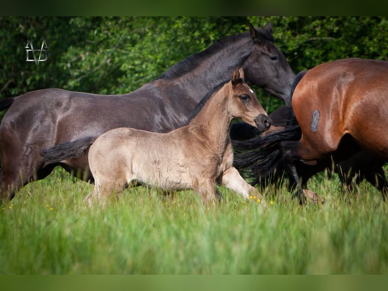 PRE Mix Mare 1 year 16 hh Black in La Vespière-Friardel