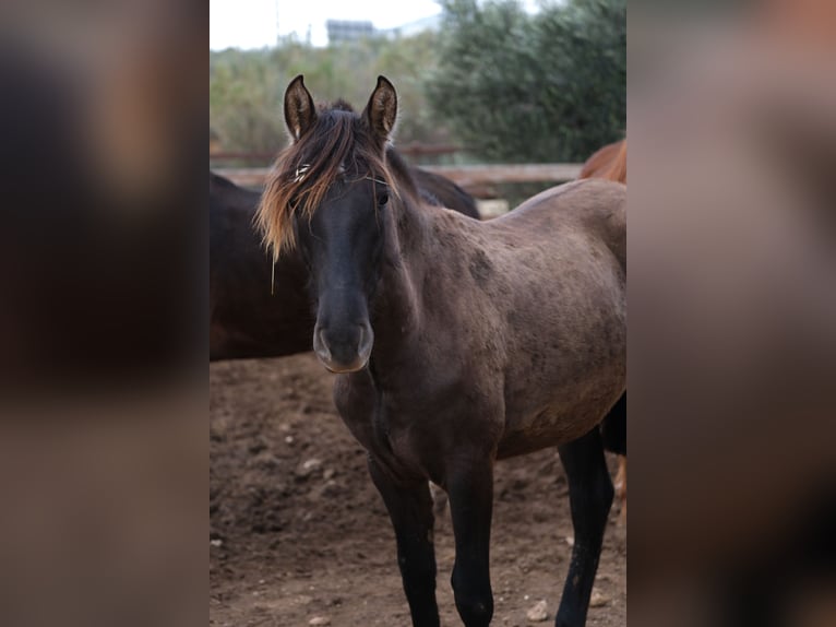 PRE Mix Mare 1 year 16 hh Black in Hamburg