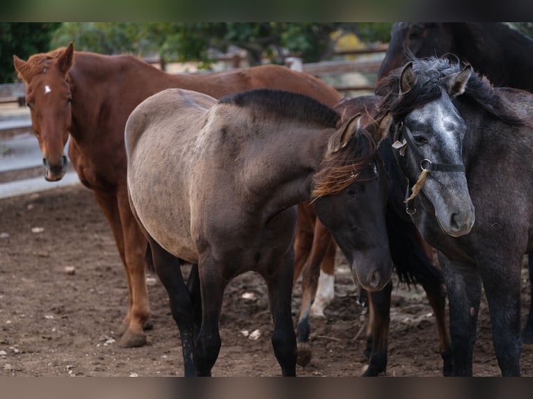 PRE Mix Mare 1 year 16 hh Black in Hamburg