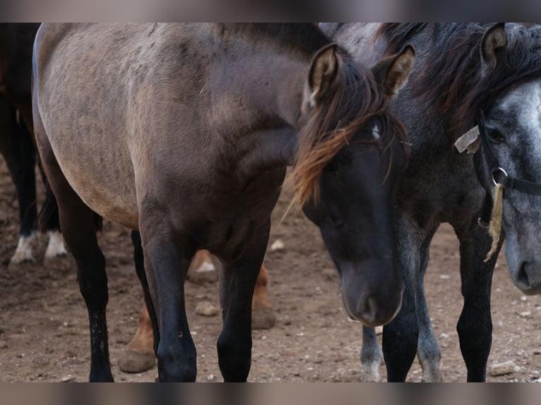 PRE Mix Mare 1 year 16 hh Black in Hamburg