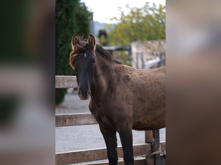 PRE Mix Mare 1 year 16 hh Black in Hamburg