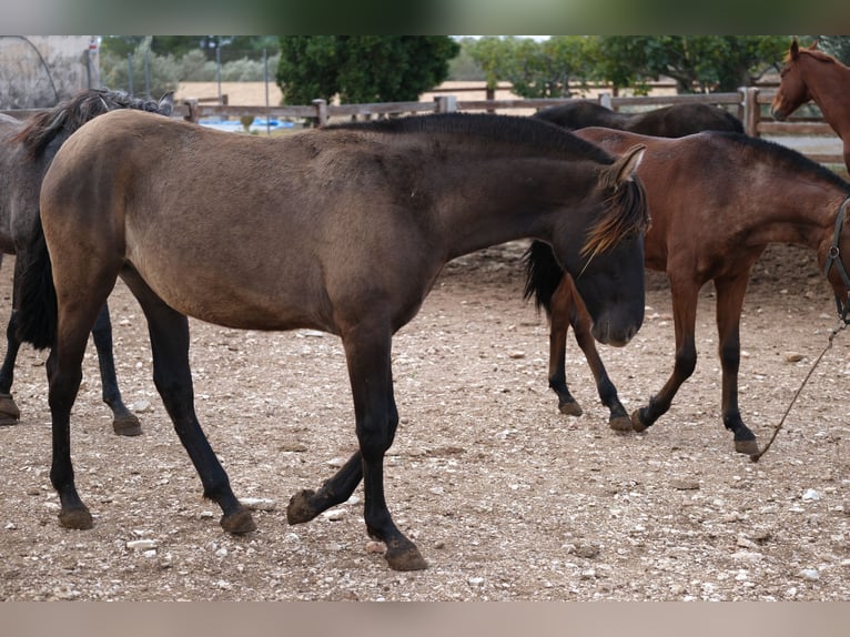 PRE Mix Mare 1 year 16 hh Black in Hamburg