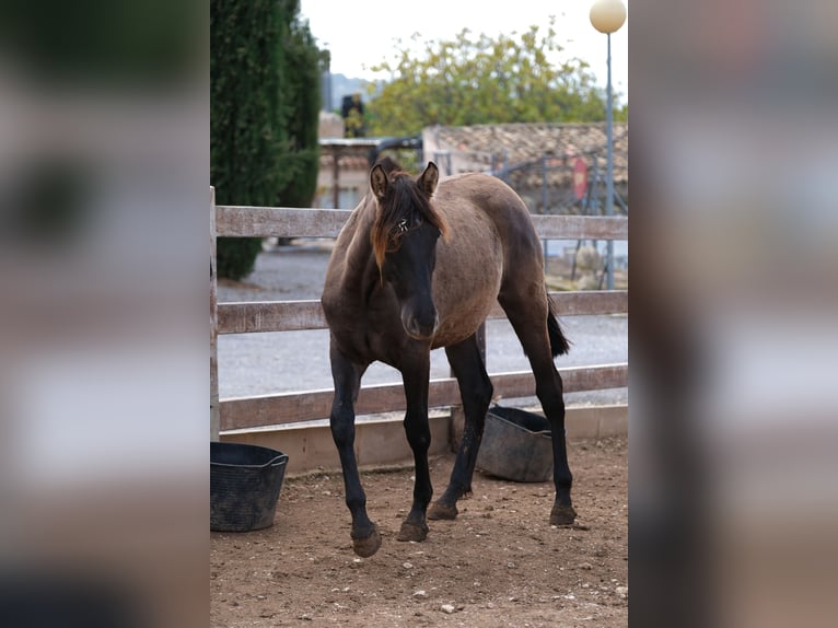 PRE Mix Mare 1 year 16 hh Black in Hamburg