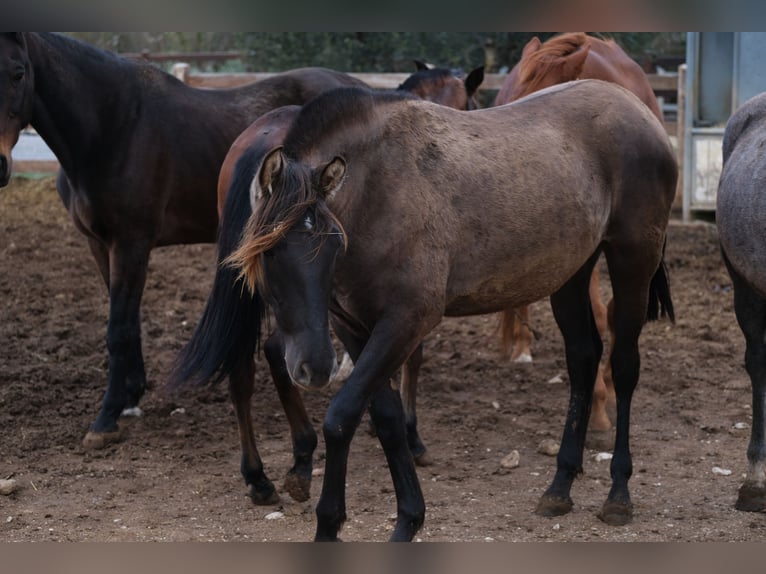 PRE Mix Mare 1 year 16 hh Black in Hamburg