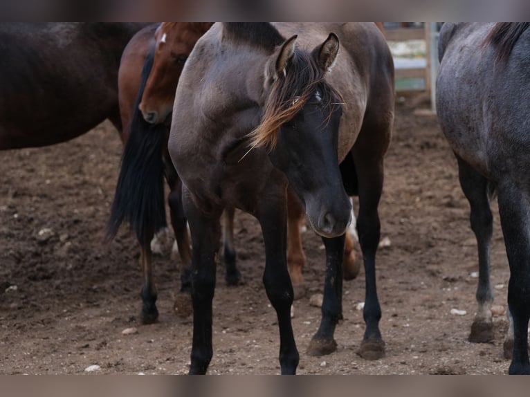 PRE Mix Mare 1 year 16 hh Black in Hamburg