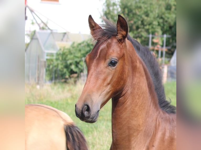 PRE Mix Mare 1 year 16 hh Brown in Bibertal