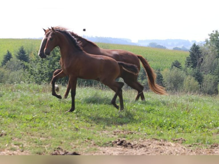 PRE Mix Mare 1 year 16 hh Brown in Bibertal