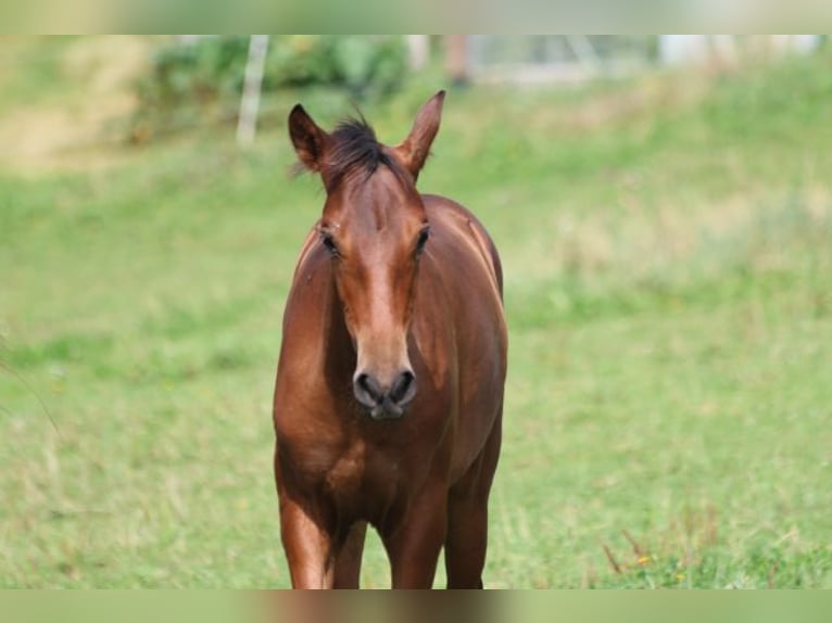 PRE Mix Mare 1 year 16 hh Brown in Bibertal