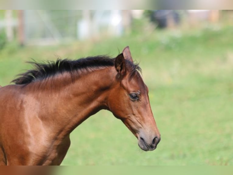 PRE Mix Mare 1 year 16 hh Brown in Bibertal