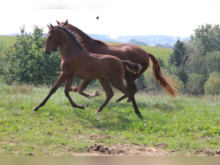 PRE Mix Mare 1 year 16 hh Brown in Bibertal