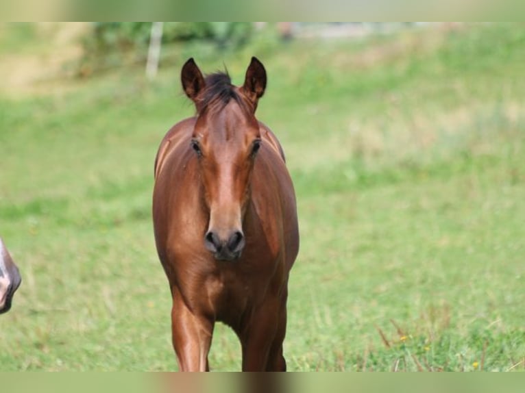 PRE Mix Mare 1 year 16 hh Brown in Bibertal