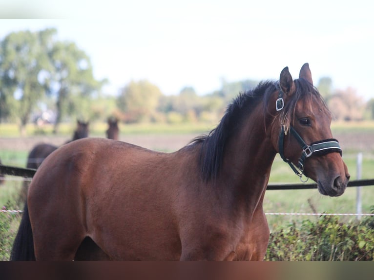 PRE Mare 1 year 16 hh Brown in Wremen