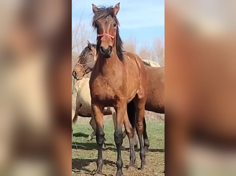 PRE Mare 1 year 16 hh Brown in Vegas Del Condado