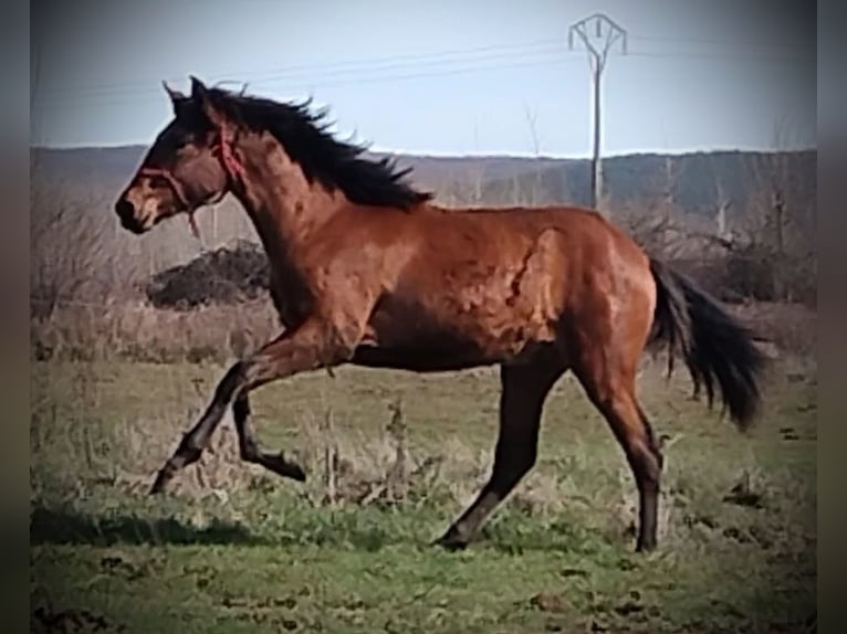 PRE Mare 1 year 16 hh Brown in Vegas Del Condado