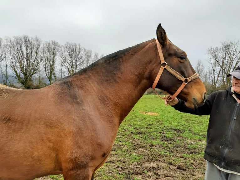 PRE Mare 1 year 16 hh Brown in Vegas Del Condado