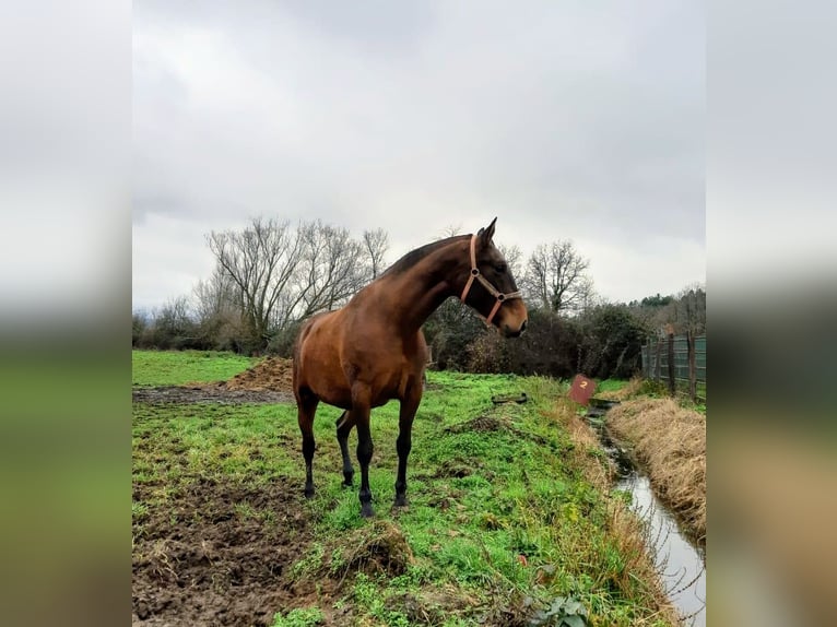 PRE Mare 1 year 16 hh Brown in Vegas Del Condado