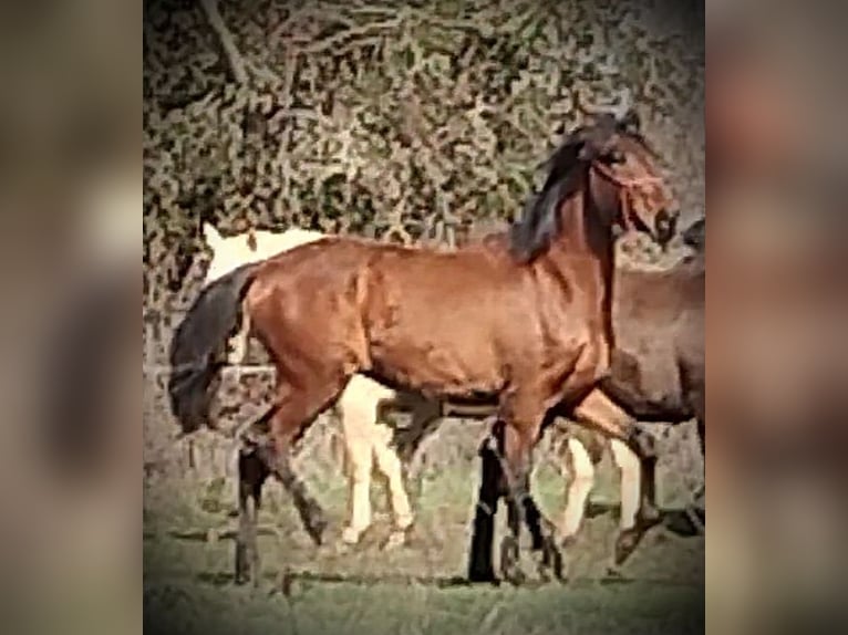 PRE Mare 1 year 16 hh Brown in Vegas Del Condado