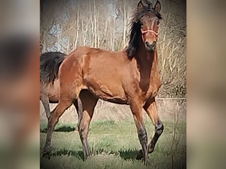 PRE Mare 1 year 16 hh Brown in Vegas Del Condado