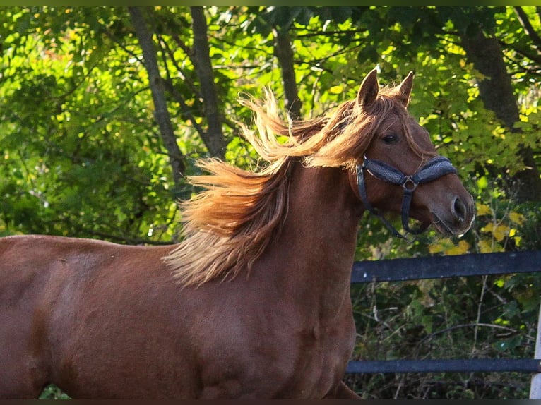 PRE Mix Mare 1 year 16 hh Chestnut-Red in Wremen