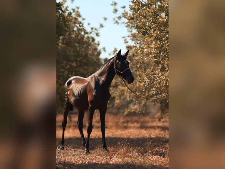 PRE Mare 1 year 16 hh Grey in Felanitx