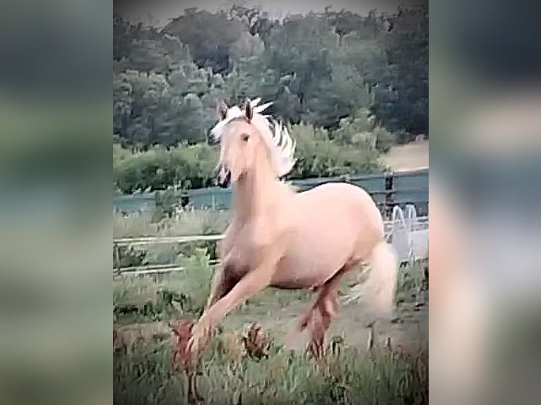 PRE Mare 1 year 16 hh Palomino in Castro del Condado