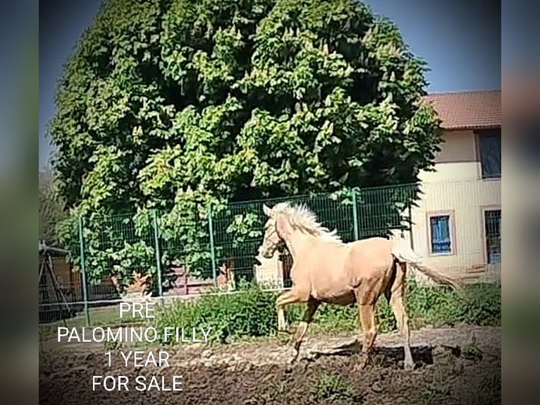 PRE Mare 1 year 16 hh Palomino in Castro del Condado