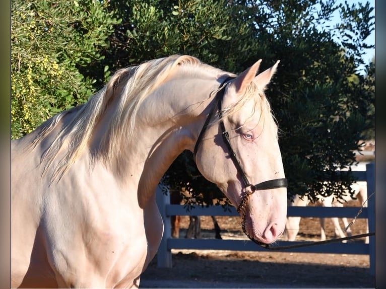 PRE Mix Mare 1 year 16 hh Palomino in Vilanova I La Geltru