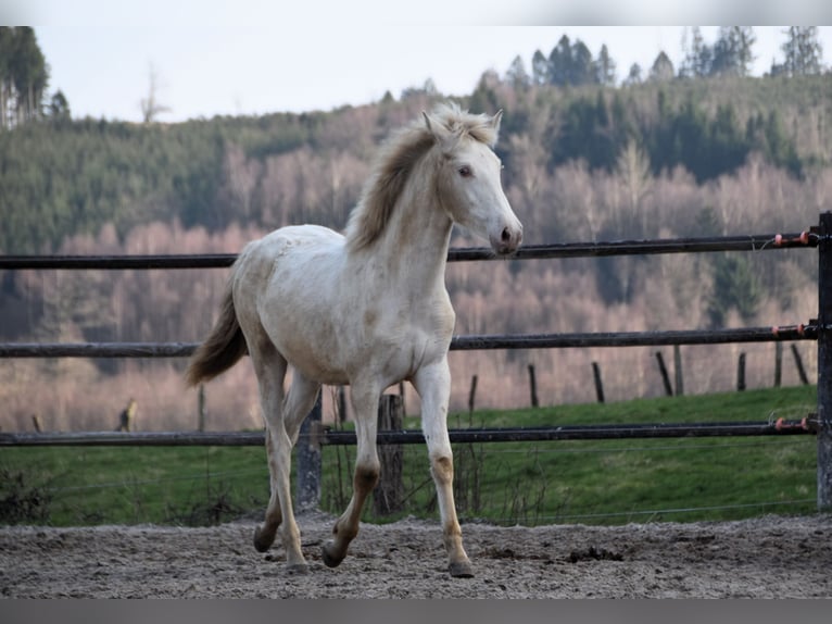 PRE Mix Mare 1 year 16 hh Pearl in Dochamps