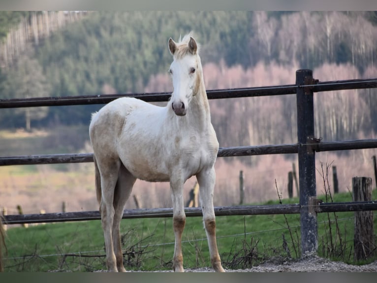 PRE Mix Mare 1 year 16 hh Pearl in Dochamps