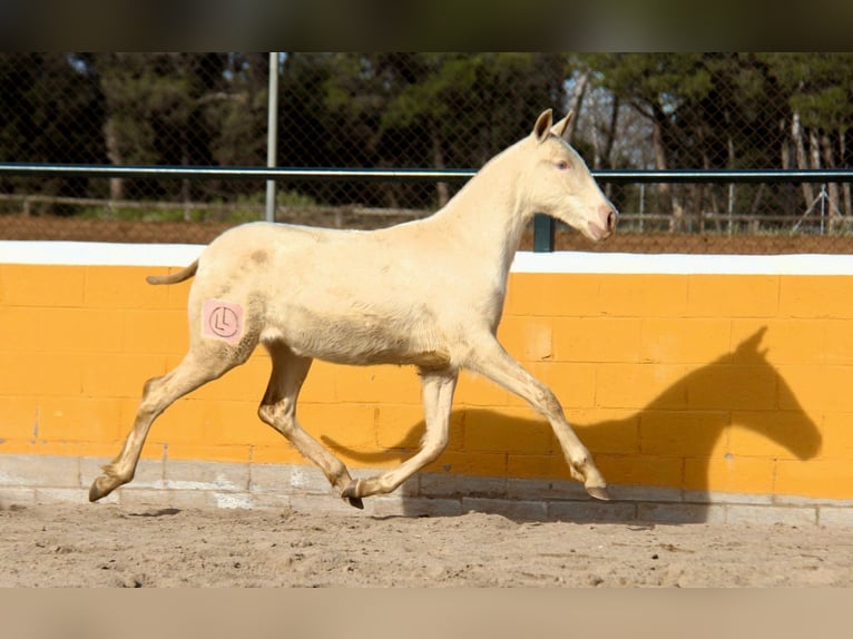 PRE Mare 1 year 16 hh Perlino in Hamburg