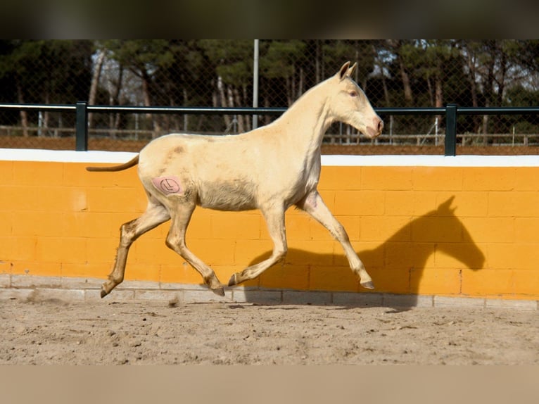 PRE Mare 1 year 16 hh Perlino in Hamburg