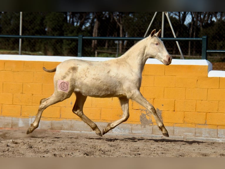 PRE Mare 1 year 16 hh Perlino in Hamburg