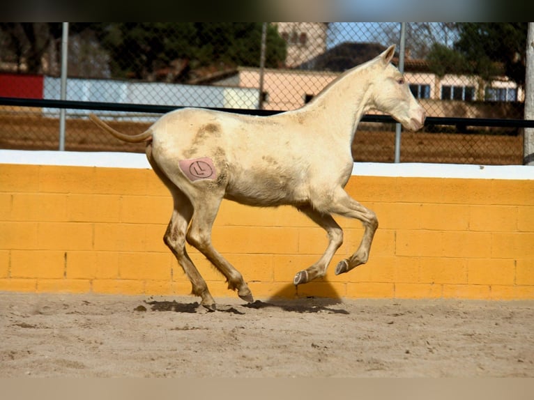 PRE Mare 1 year 16 hh Perlino in Hamburg
