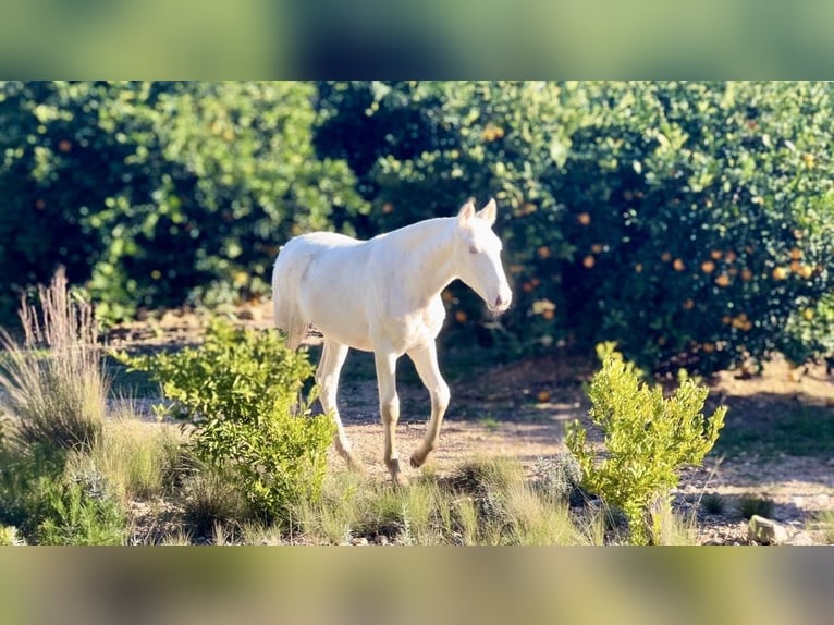 PRE Mare 1 year 16 hh Perlino in Pedralba